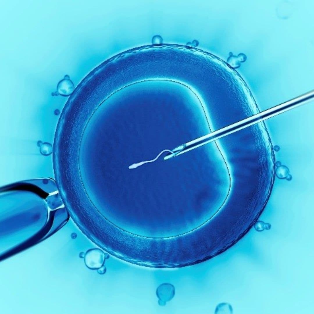 IVF Laboratory Services